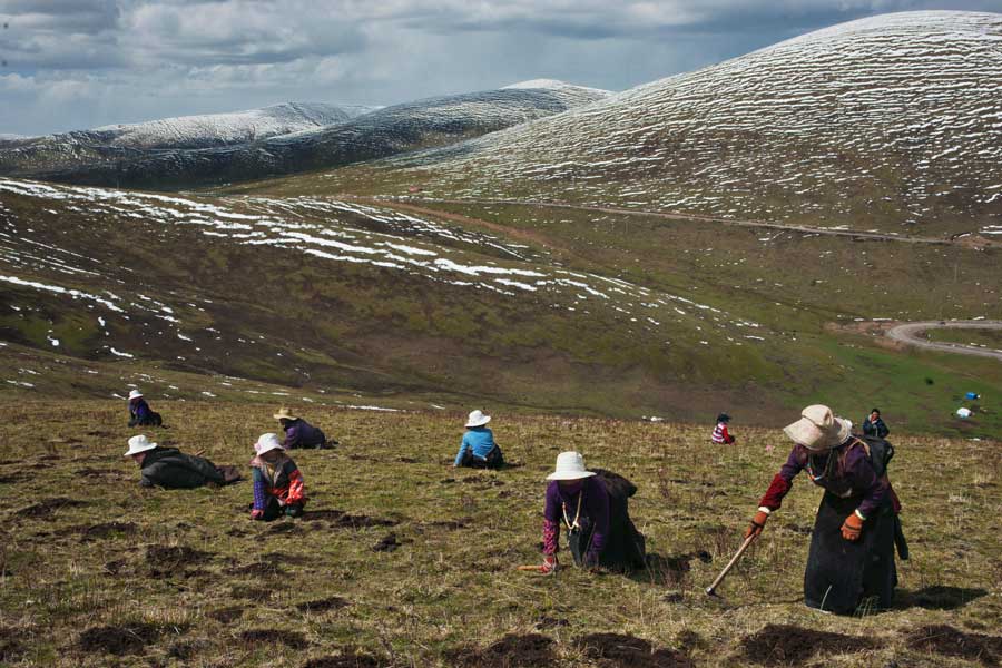 Hình ảnh thu hoạch đông trùng hạ thảo Tây Tạng
