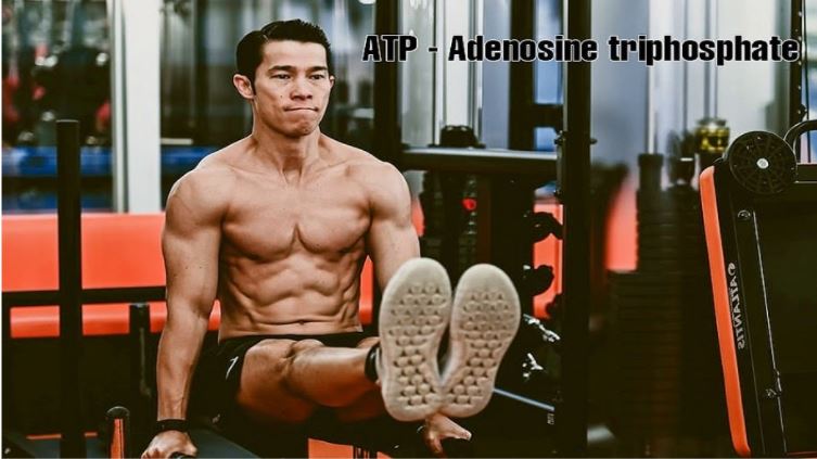 ATP là phân tử mang năng lượng giúp cơ thể nam giới trở nên dẻo dai hơn