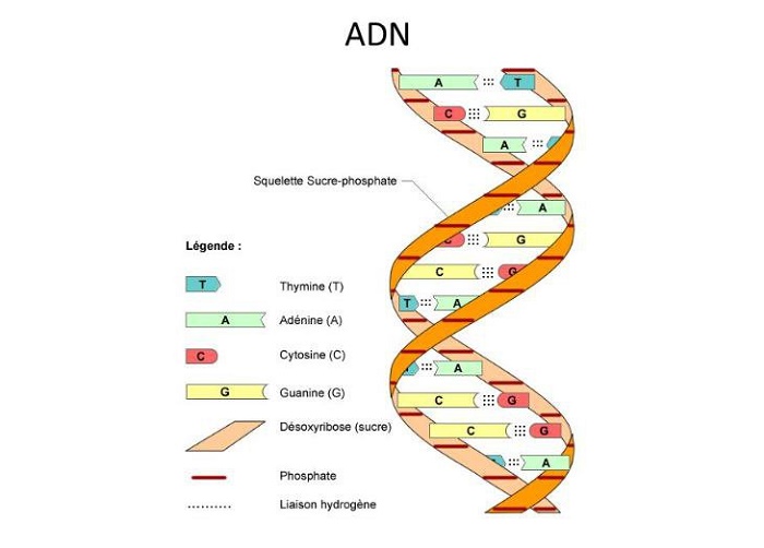ADN là vật liệu di truyền quan trọng của các loài sinh vật