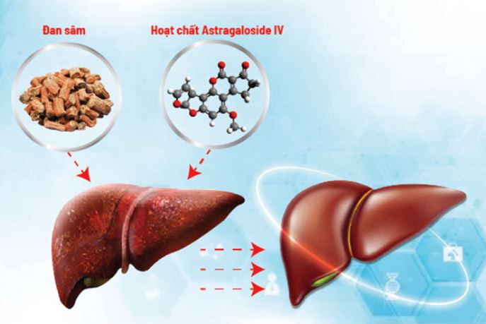 Bộ đôi Astragaloside IV và Đan sâm – “Khắc tinh” của virus viêm gan B