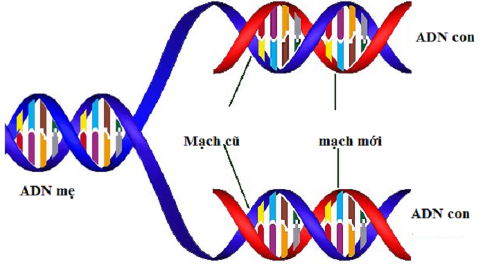 Quá trình nhân đôi của ADN