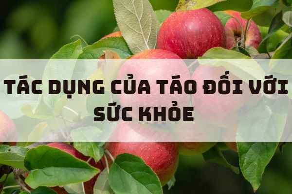 Tác dụng của táo đối với sức khỏe