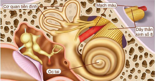 Cấu tạo cơ quan tiền đình ốc tai