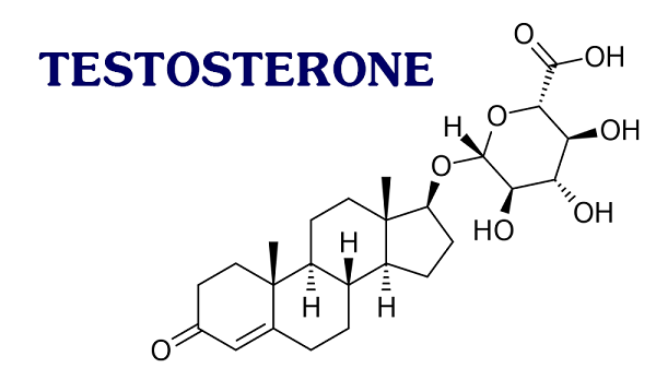 Testosterone là hormon nội tiết quan trọng của nam giới, được sinh ra chủ yếu ở tinh hoàn