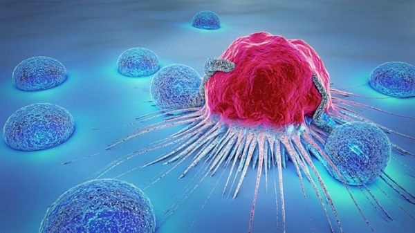Ức chế sự phát triển của các tế bào ung thư