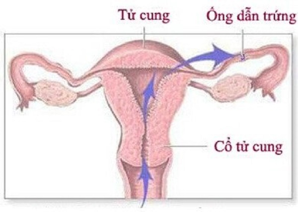 Ống dẫn trứng là đường kết nối giữa tử cung và buồng trứng